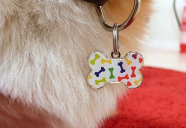 Médaille personnalisée pour les animaux : Quels sont les intérêts ?