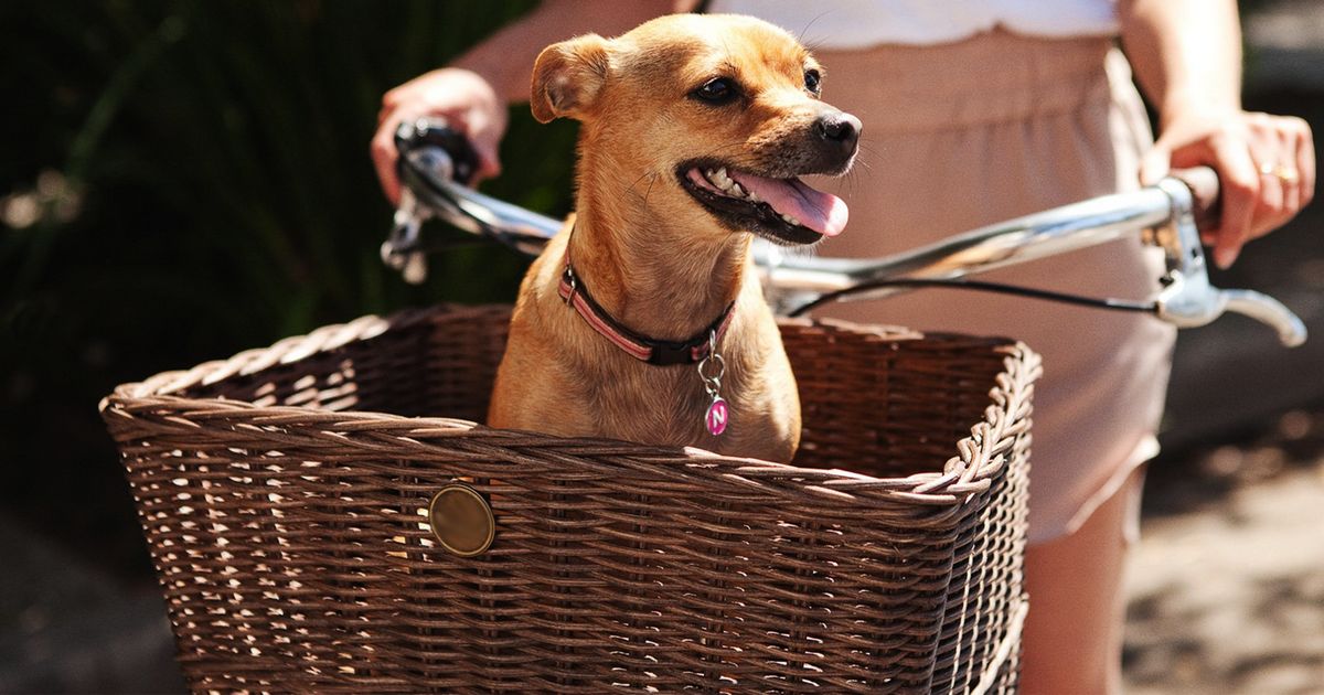 Quel panier acheter pour son chien ?